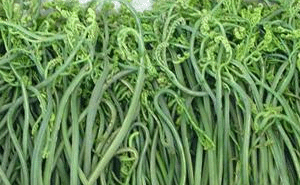 蕨菜的营养价值