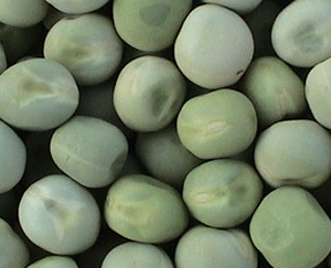 豌豆(豆苗、荷兰豆)营养价值剖析