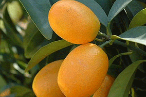 金橘营养价值剖析