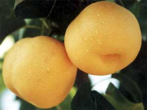 软儿梨的主要营养成分